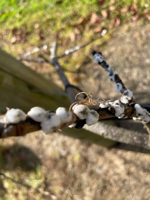 White Wax Scale on Persimmon